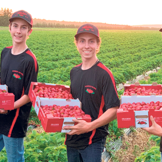 Francis Faucher (au centre) et ses frères prennent avec enthousiasme la relève de la ferme de fraises familiale et se sont fixés l’objectif d’en accroître l’efficacité. Photo : Gracieuseté dFraisière Faucher