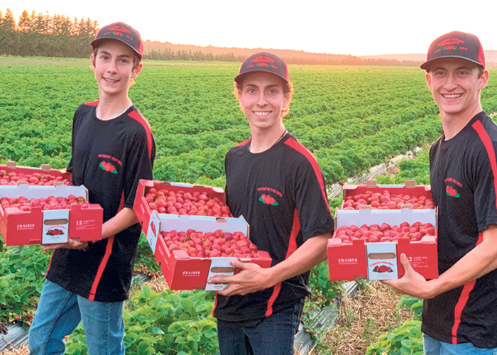 Francis Faucher (au centre) et ses frères prennent avec enthousiasme la relève de la ferme de fraises familiale et se sont fixés l’objectif d’en accroître l’efficacité. Photo : Gracieuseté dFraisière Faucher