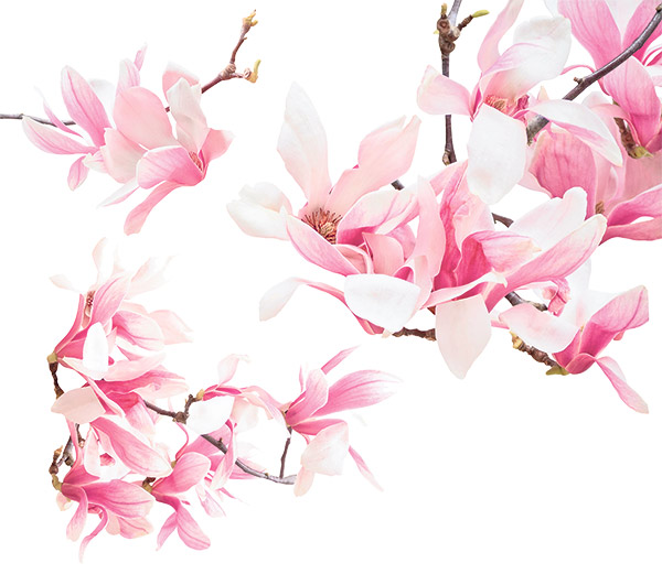 Le magnolia de Soulange demande peu d’entretien. Photo : Shutterstock