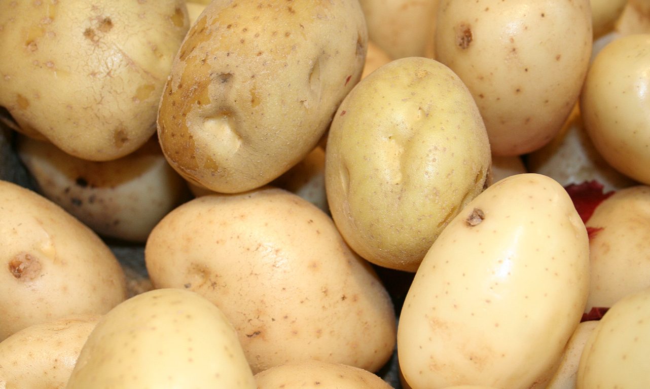 Cette analyse pourrait un jour mener à la culture d’une « super patate » plus résistante et plus nutritive que jamais. Photo : Archives/TCN