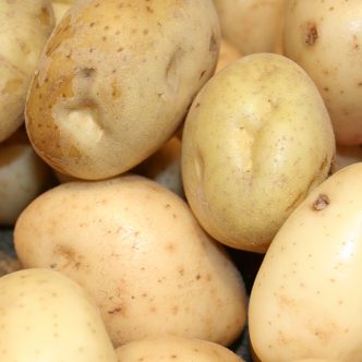 Cette analyse pourrait un jour mener à la culture d’une « super patate » plus résistante et plus nutritive que jamais. Photo : Archives/TCN
