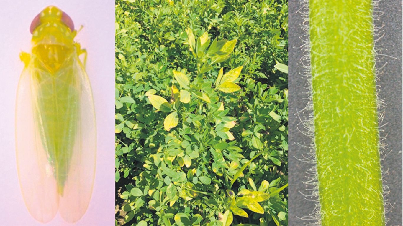 Une cicadelle de la pomme de terre (CPT, à gauche), de la luzerne avec des symptômes de dommages causés par la CPT (au centre) et une tige avec poils glandulaires d’une variété de luzerne commercialisée comme étant tolérante à la CPT (à droite). Photo : Philippe Seguin et Xiawei Shi, de l’Université McGill