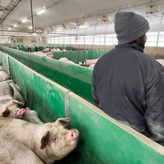 Des éleveurs de porcs craignent que leur situation financière, déjà fragilisée, ne s’alourdisse davantage avec la hausse des primes du programme d’assurance stabilisation des revenus agricoles qu’ils devront payer. Photo : Martin Ménard/TCN