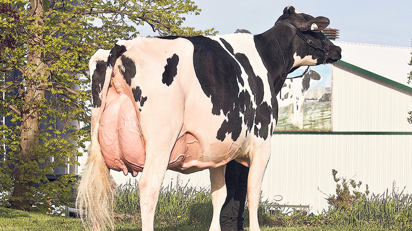 La vache Wendon BSD Windbrook Merry a été vendue pour 300 000 $, lors d’un encan de la Ferme Boulet, organisé en mai 2022. Photo : Gracieuseté de la Ferme Boulet