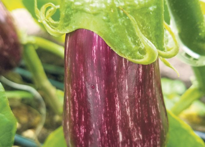 La variété d’aubergine Angela s’est démarquée dans l’étude pour sa rentabilité. Photo : Gracieuseté du CRAM