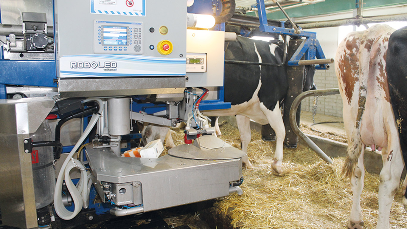 Aujourd’hui, environ une ferme laitière sur cinq est dotée d’au moins une trayeuse entièrement automatisée au Québec. Photo : Archives/TCN