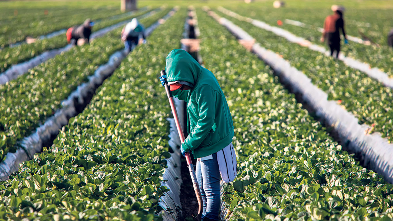 Les TET, surtout guatémaltèques, obtiennent un permis de travail fermé, qui les lie à un employeur donné, en vertu du Programme des travailleurs étrangers temporaires. S’ils veulent aller travailler dans une autre ferme, ils doivent obtenir un nouveau permis, ce qui peut prendre plusieurs mois. Photo : Shutterstock