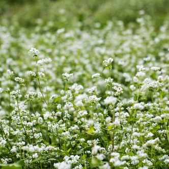 L’IRÉC souligne que le sarrasin peut être utilisé à la fois comme culture de couverture et engrais vert et pousse rapidement, même en secteur nordique, tout en nécessitant peu d’engrais et de pesticides. Photo : Shutterstock