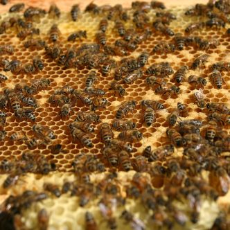 La loque américaine est causée par la bactérie Paenibacillus larvae qui produit des spores résistantes à l'environnement et qui peuvent persister pendant des années dans une ruche. Photo : Archives/TCN