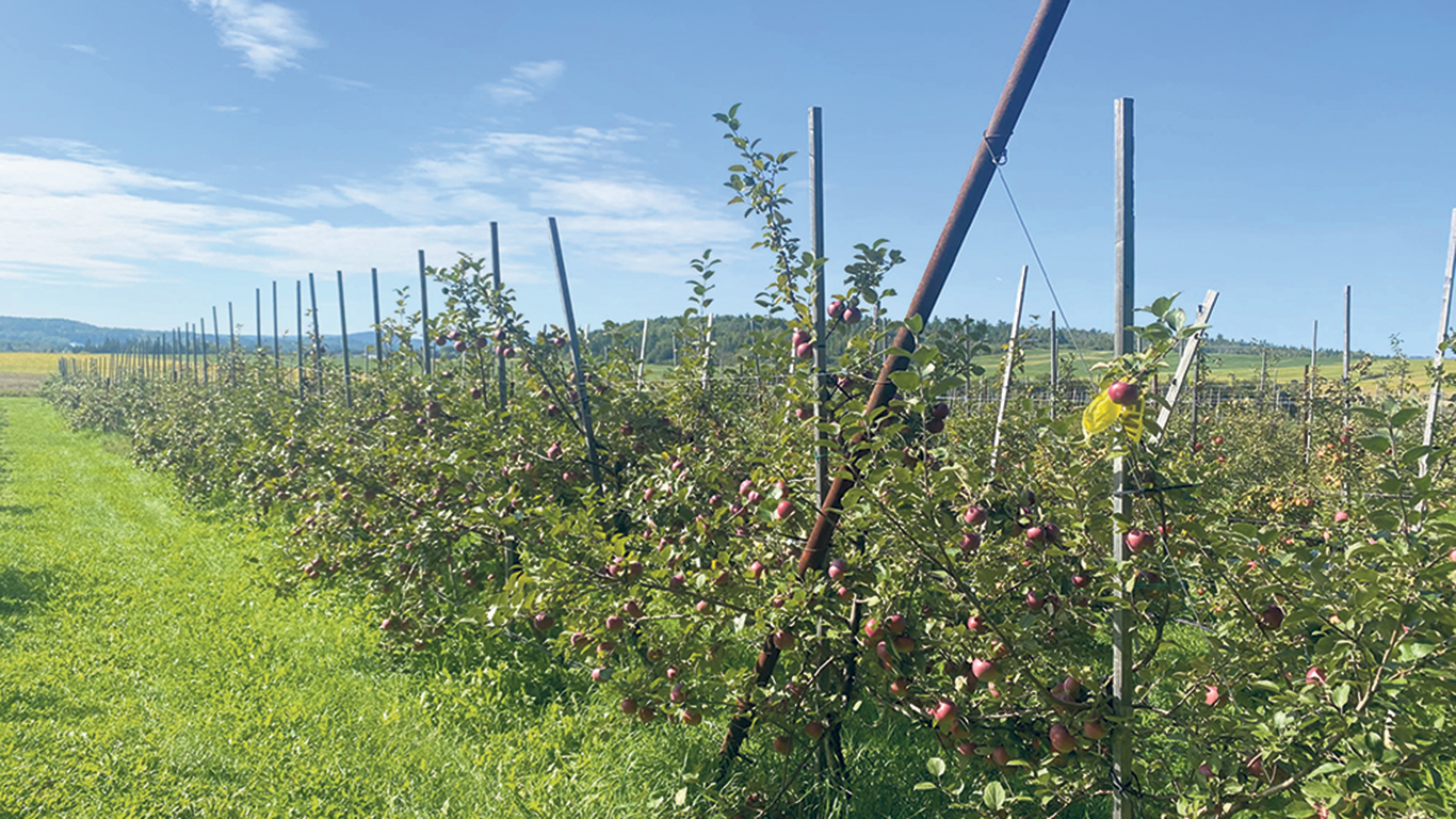 Le système de drainage installé au Verger des Tourterelles a permis d’atténuer les effets de la sécheresse, résultant en une saison record pour la pomme fraîche.
