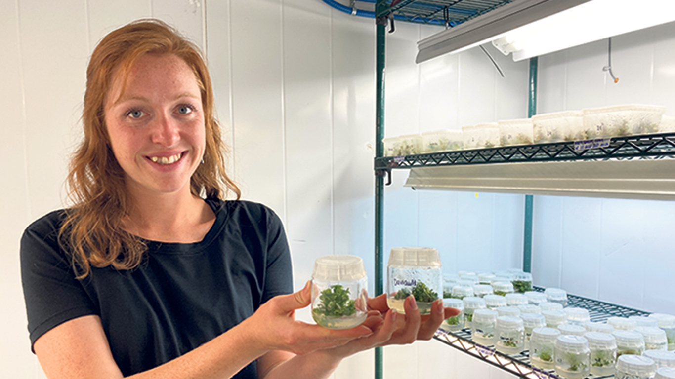 Alyssa St-Gelais et les petits plants d’orpin rose développés in vitro dans le laboratoire du CEDFOB afin d’être implantés chez des fermes partenaires. Photos : Geneviève Quessy