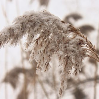 La fraîcheur teintera le début du mois de novembre, ouvrant la porte aux premières accumulations de neige à travers la province. Photo : Kelsey Vere/Pixabay