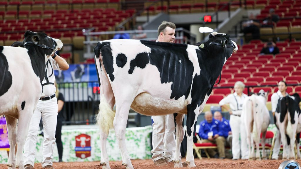 La génisse Anny, de la Ferme Petitclerc, à Saint-Basile, a reçu la mention honorable au championnat junior Holstein, soit l’équivalent d’une troisième position. Photo : Dairy Agenda Today