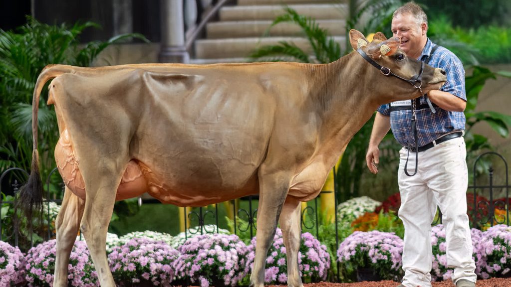 Parmi les Jerseys, la vache de Pierre Boulet, Booster, que l’éleveur de Montmagny qualifiait d’exceptionnelle en septembre, s’est finalement démarquée à Madison en remportant le championnat intermédiaire de réserve. Photo : The Bullvine