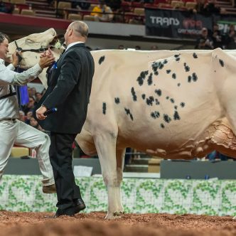 Shakira, copropriété de la ferme Jacobs, est la grande championne de la World Dairy Expo de Madison, pour une deuxième fois en trois ans. Photo: The Bullvine