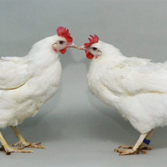 La résistance à la grippe aviaire a été comparée entre des poulets non génétiquement modifiés et des poulets dont une petite partie de l’ADN a été éditée avec la méthode CRISPR/Cas9. Photo : Norrie Russell