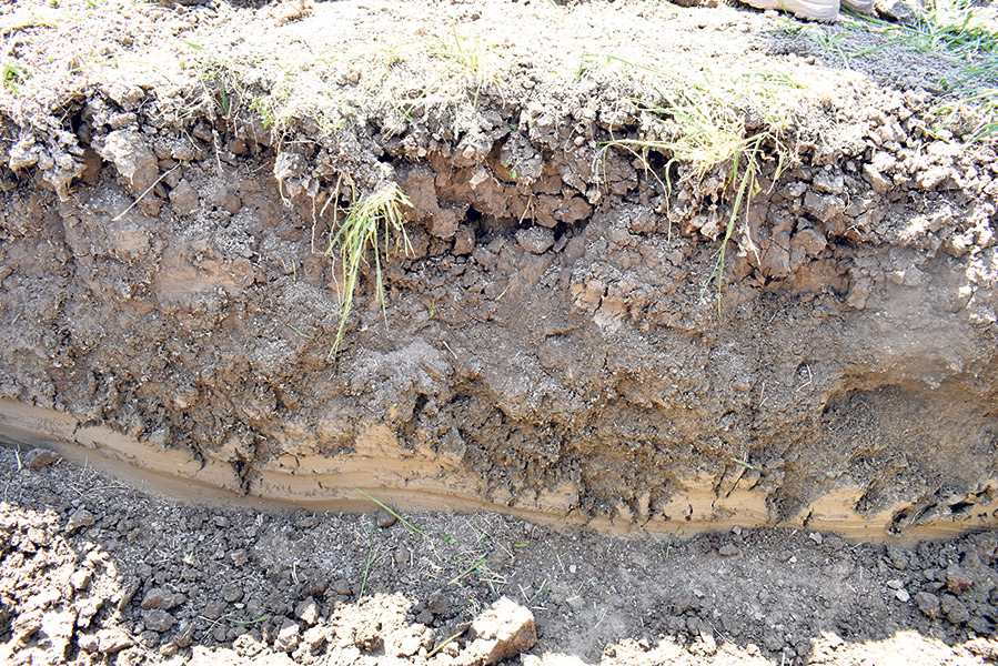 Profils de sol captés lors d’une journée thématique sur le drainage et la compaction des sols organisée par le MAPAQ. On peut voir différentes profondeurs de compaction.