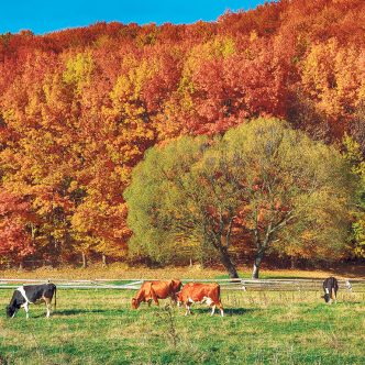La fin de la saison de paissance marque le retour des animaux « à la maison » et entraîne d’autres exigences en matière de santé animale et de soins. Photo : Shutterstock