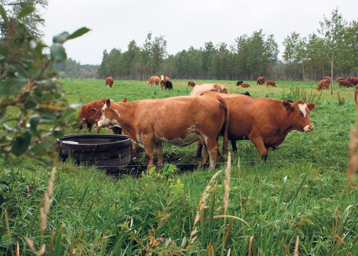 Les plantes fourragères pour le foin et les pâturages jouent un rôle essentiel dans la production de viande bovine.