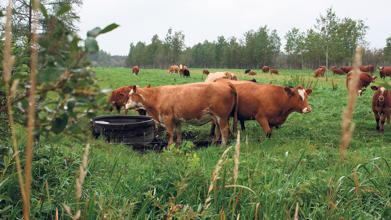 Les plantes fourragères pour le foin et les pâturages jouent un rôle essentiel dans la production de viande bovine.