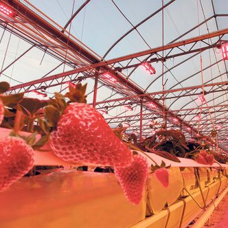 En plus de passer de 27 à 40 hectares de cultures, Savoura a investi pour diversifier sa production, avec l’ajout de la culture de fraises à celle des tomates. Photo : Gracieuseté de Savoura