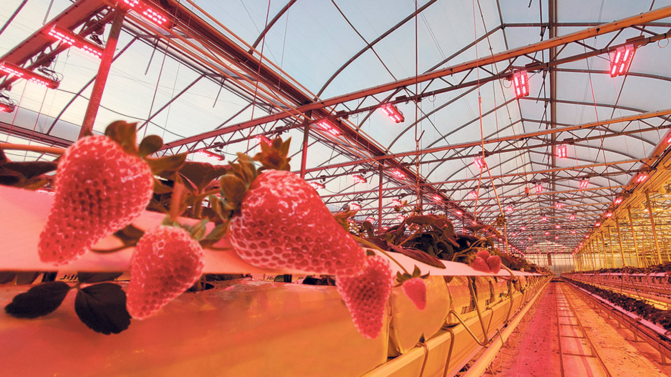 En plus de passer de 27 à 40 hectares de cultures, Savoura a investi pour diversifier sa production, avec l’ajout de la culture de fraises à celle des tomates. Photo : Gracieuseté de Savoura