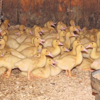 L’influenza aviaire, connue sous le nom de « grippe aviaire », est une infection virale qui se propage facilement et rapidement chez les oiseaux. Des régions d’Amérique du Nord, d’Europe, d’Asie et d’Afrique sont actuellement en proie à des épidémies de grippe aviaire.