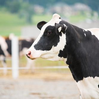 Les chercheurs ont comparé les caractéristiques liées à la santé, à la fertilité et à la production laitière de 16 905 vaches provenant de l’insémination artificielle, de 3 585 issues du transfert d’embryon et de 732 de la fécondation in vitro, entre 2012 et 2018. Photo : Martin Ménard/Archives TCN
