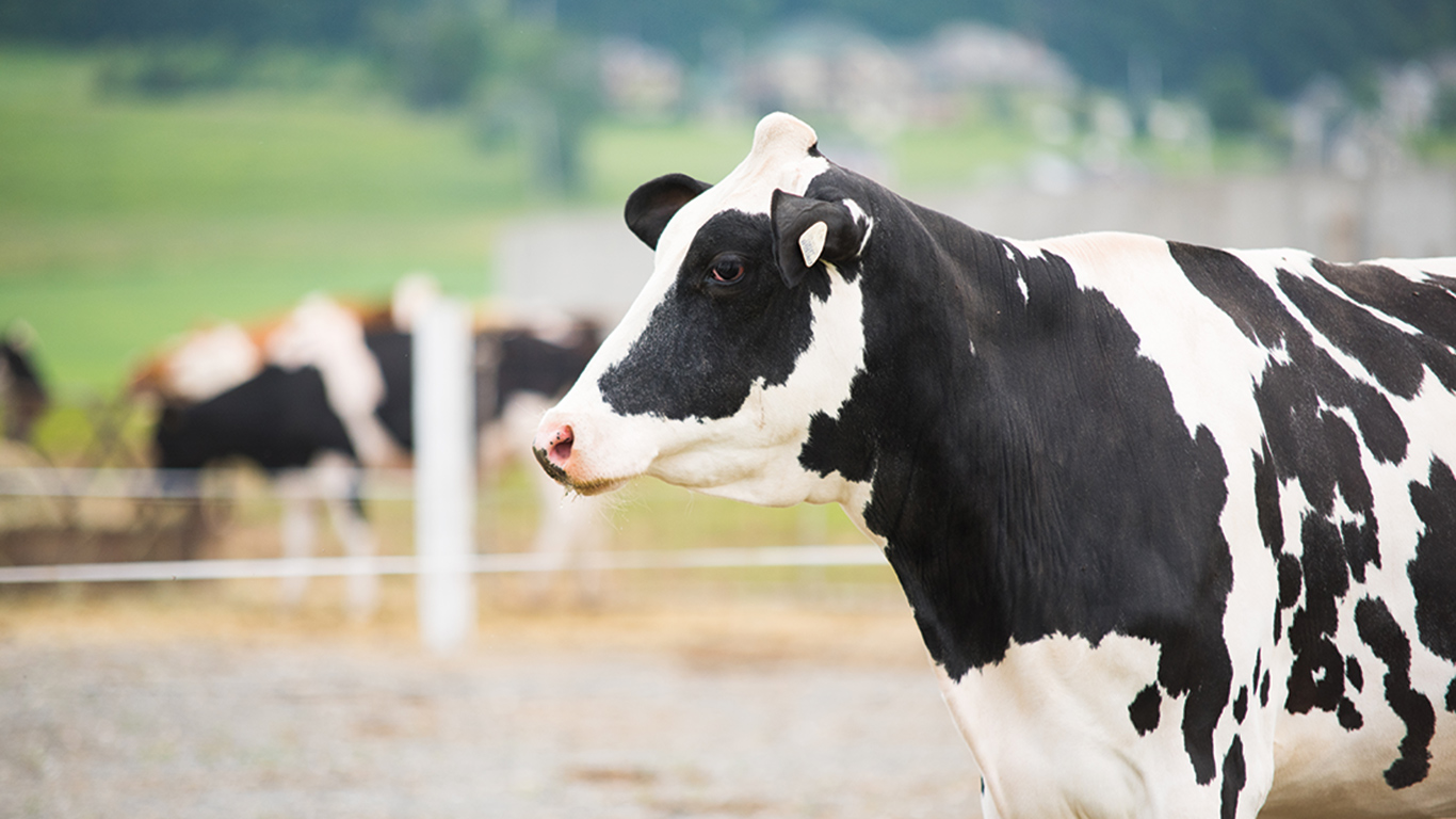 Les chercheurs ont comparé les caractéristiques liées à la santé, à la fertilité et à la production laitière de 16 905 vaches provenant de l’insémination artificielle, de 3 585 issues du transfert d’embryon et de 732 de la fécondation in vitro, entre 2012 et 2018. Photo : Martin Ménard/Archives TCN