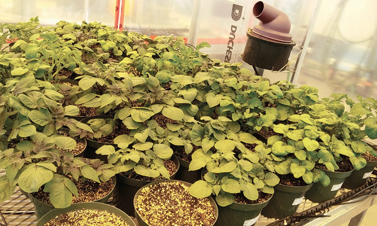 Des plants de pommes de terre sains traités au sélénium. Photos : Gracieuseté de Bourlaye Fofana