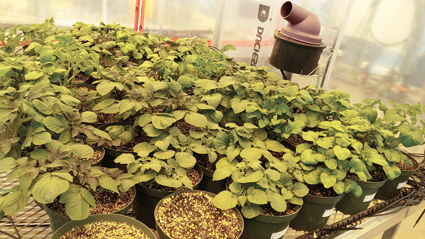 Des plants de pommes de terre sains traités au sélénium. Photos : Gracieuseté de Bourlaye Fofana