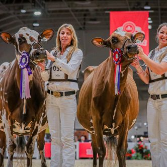 Les sœurs Vicky et Bianca Foley, de la Ferme Vieux Village, sont très fières que leurs vaches Montana (à droite) et Joy (à gauche) soient respectivement couronnées grande championne et grande championne de réserve pour la race Ayrshire à la Royale de Toronto, et ce, pour une deuxième année consécutive. Photo : Cowsmopolitan