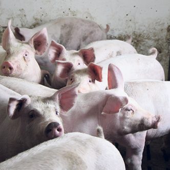 Les producteurs porcins devront s’ajuster, à partir de janvier 2024, à un nouveau modèle de référence pour le calcul de leurs prestations d’ASRA. Photo : Patricia Blackburn/TCN