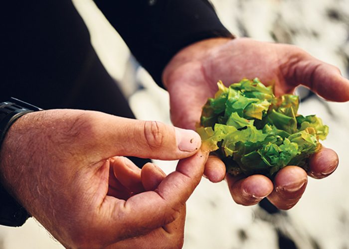 La laitue de mer, une algue comestible récoltée en Gaspésie par Antoine Nicolas, de l’entreprise Océan de Saveurs. Photos : Daphné Caron