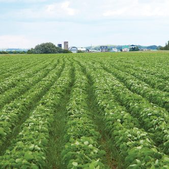 À l’exception du soya, les récoltes ont baissé au Québec, avec des niveaux très bas pour l’orge et l’avoine, et des problèmes de qualité pour les céréales. Le soya, en revanche, a établi un nouveau record.