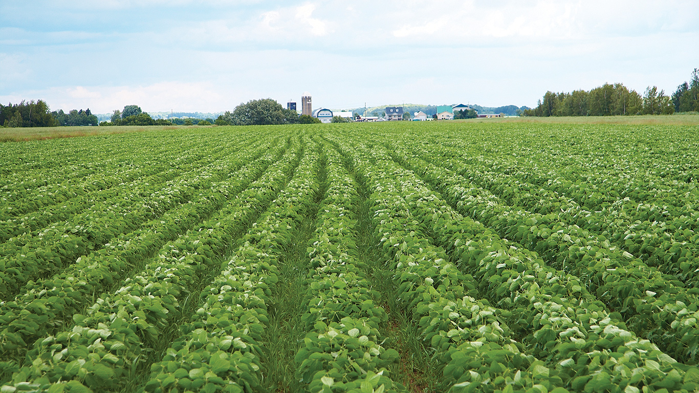 À l’exception du soya, les récoltes ont baissé au Québec, avec des niveaux très bas pour l’orge et l’avoine, et des problèmes de qualité pour les céréales. Le soya, en revanche, a établi un nouveau record.