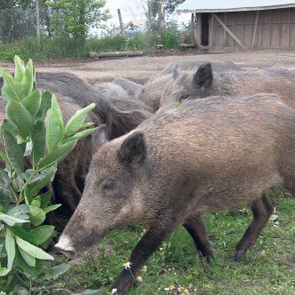 Bien que le sanglier (Sus scrofa) soit l’ancêtre du porc domestique (Sus scrofa domesticus), il existe des différences génétiques entre ces deux sous-espèces. Photo : Archives/TCN