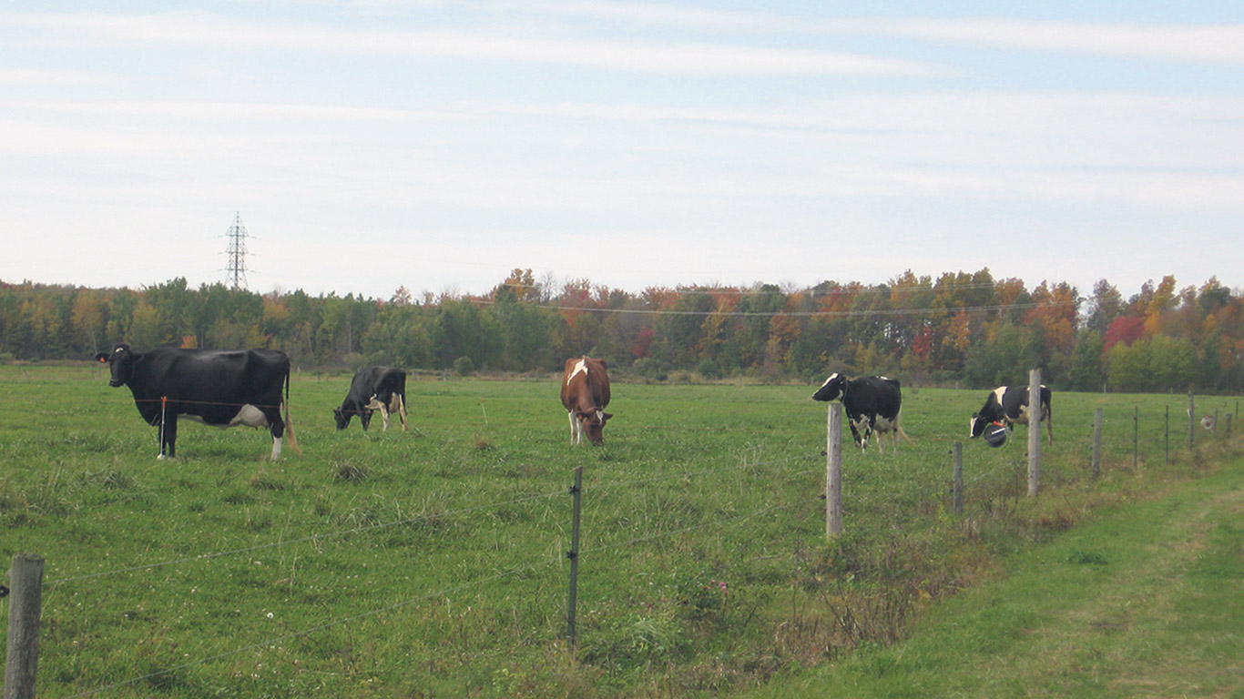 Véronique Boyer aime observer les amitiés de ses vaches. D’ainsi voir leurs interactions lui « fait un petit peu chaud au cœur ». Photo : Véronique Boyer
