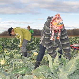 Le glanage, qui consiste à permettre aux gens de ramasser gratuitement les légumes restés au sol après les récoltes, aide à éliminer les pertes. Photo : Archives/TCN