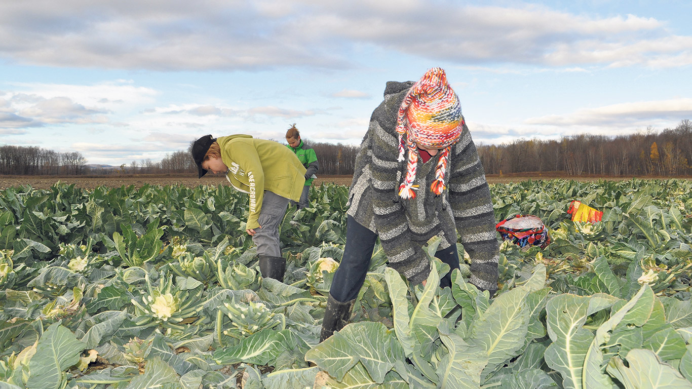 Ramasser Ses Legumes Chez Le Producteur Herault