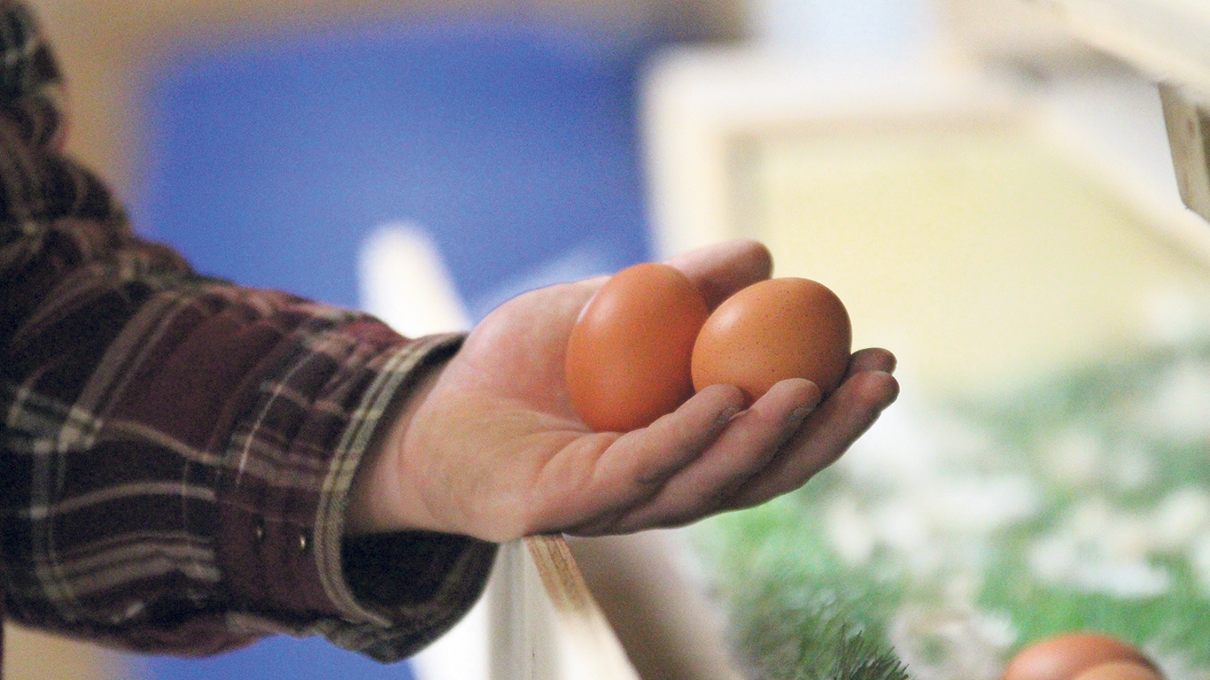 La rareté du quota pour la production d’œufs de consommation a freiné l’élan d’une entreprise qui souhaitait démarrer un nouveau projet dans ce secteur d’activités. Photo : Archives/TCN