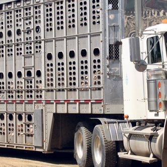 Le transport des animaux s’est complexifié depuis la fermeture de l’abattoir Olymel de ­ Vallée-Jonction, où transitaient de nombreux porcs provenant des élevages des régions de Chaudière-Appalaches et de la Capitale-Nationale. Photo : Archives/TCN