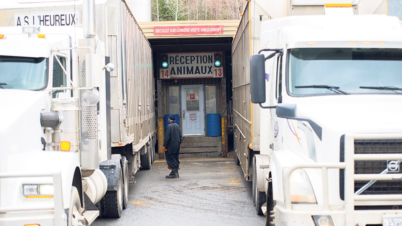 Les hydrocarbures utilisés pour le transport des animaux et de la viande, que ce soit par camion, bateau ou avion, constituent la plus grande source d’émission de gaz à effet de serre produite par l’industrie porcine. Photo : Martin Ménard/Archives-TCN