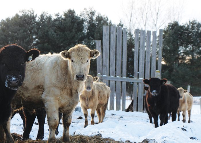 La campagne d’implantation de la télémédecine vétérinaire, qui sera lancée le printemps prochain, sera destinée, dans une première phase, aux éleveurs de bovins laitiers et de boucherie, ainsi qu’à ceux des secteurs ovin et caprin. Photo : Patricia Blackburn/TCN