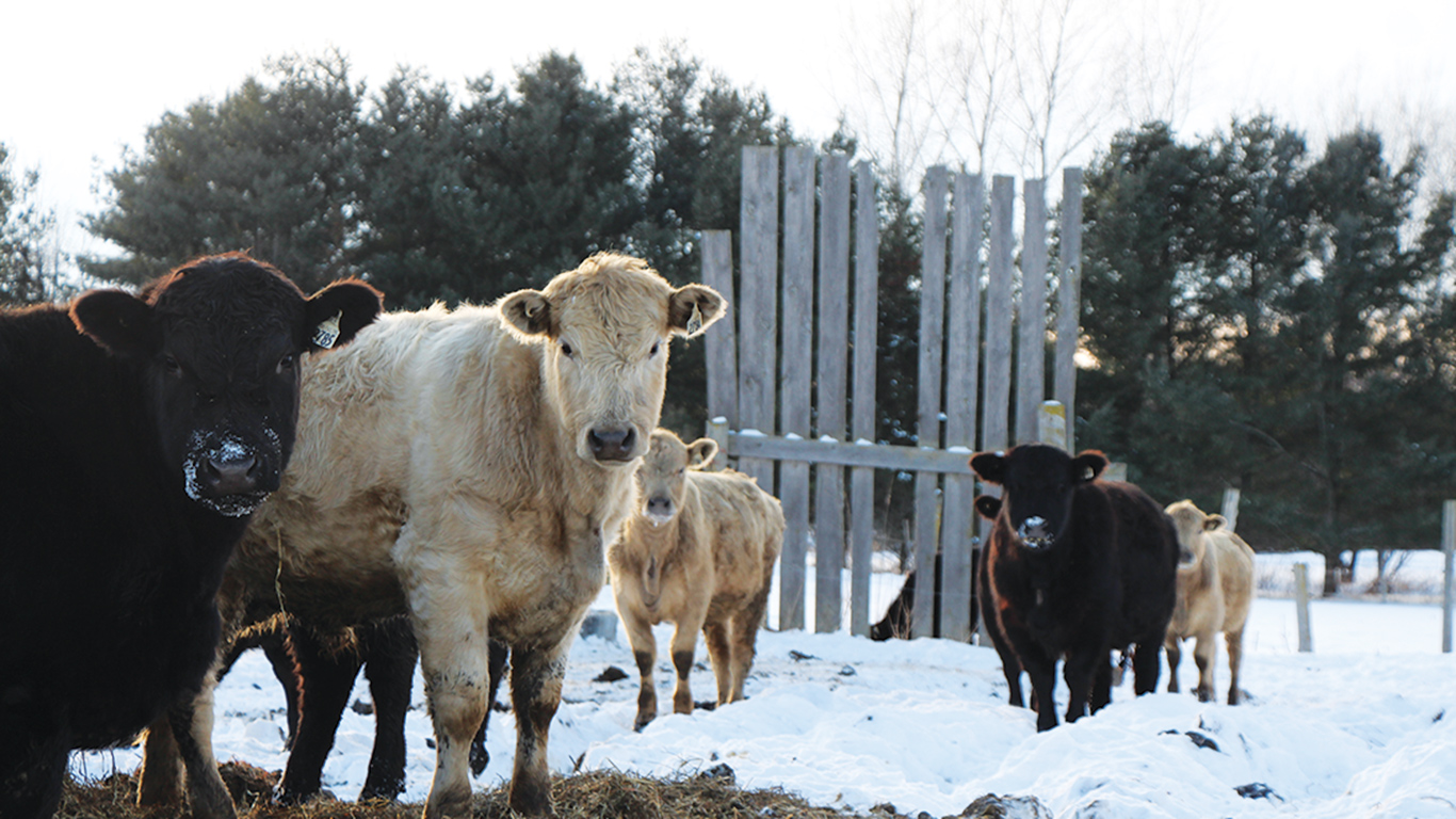 La campagne d’implantation de la télémédecine vétérinaire, qui sera lancée le printemps prochain, sera destinée, dans une première phase, aux éleveurs de bovins laitiers et de boucherie, ainsi qu’à ceux des secteurs ovin et caprin. Photo : Patricia Blackburn/TCN