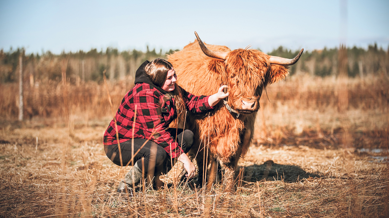 Sarah-Maude St-Laurent élève une quarantaine de vaches Highland à Trois-Pistoles, au Bas-Saint-Laurent. Les vaches adultes de cette race, dit-elle, font en moyenne plus de 1 000 livres. Photo : Gracieuseté de Sarah-Maude St-Laurent
