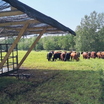 Les propriétaires de la ferme À l’Herbe! ont construit eux-mêmes des ombrières pour leur troupeau à l’aide d’articles récupérés. Photo : Gracieuseté de Dominique Dumas