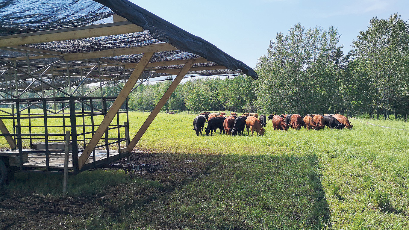 Les propriétaires de la ferme À l’Herbe! ont construit eux-mêmes des ombrières pour leur troupeau à l’aide d’articles récupérés. Photo : Gracieuseté de Dominique Dumas
