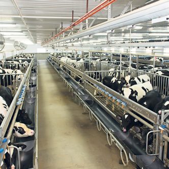 L’entreprise Délimax tente de minimiser l’impact des périodes de canicule sur le système digestif des veaux de lait en allégeant leur repas. Photo : Gracieuseté de Délimax