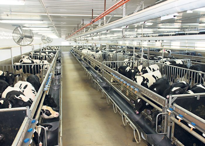 L’entreprise Délimax tente de minimiser l’impact des périodes de canicule sur le système digestif des veaux de lait en allégeant leur repas. Photo : Gracieuseté de Délimax